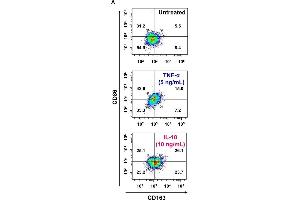Interleukin (IL)-18 amplifies macrophage (Mφ) M2 polarization and angiogenic capacity. (CD163 Antikörper  (AA 1001-1121) (FITC))