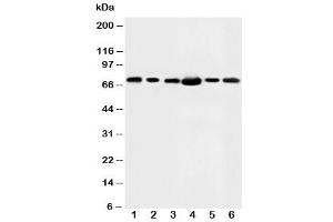 Western blot testing of FAF1 antibody and Lane 1:  rat testis (FAF1 Antikörper  (N-Term))