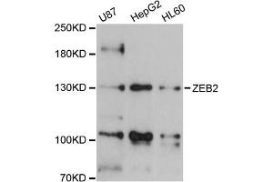 Western blot analysis of extracts of various cell lines, using ZEB2 antibody (ABIN5973336) at 1/1000 dilution. (ZEB2 Antikörper)