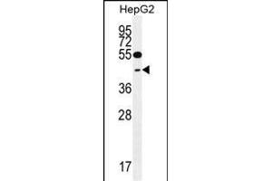 TXNL2 Antibody (N-term) (ABIN656034 and ABIN2845407) western blot analysis in HepG2 cell line lysates (35 μg/lane). (GLRX3 Antikörper  (N-Term))