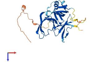 AlphaFold protein structure predicition of Mouse Recombinant Spin4 Protein, UniprotID Q8K1L2