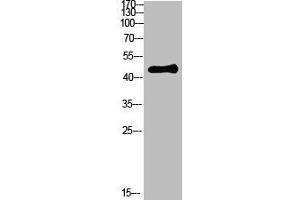 Western Blotting (WB) image for anti-SWI/SNF Related, Matrix Associated, Actin Dependent Regulator of Chromatin, Subfamily B, Member 1 (SMARCB1) (AA 331-380) antibody (ABIN7189393)