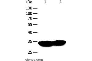 Western blot analysis of Mouse heart and muscle tissue, using TPM1 Polyclonal Antibody at dilution of 1:400 (Tropomyosin Antikörper)