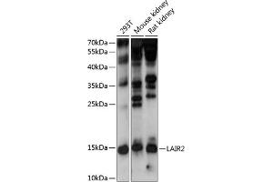 Western blot analysis of extracts of various cell lines, using L antibody  at 1:1000 dilution. (LAIR2 Antikörper  (AA 22-120))