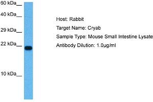 Host: Mouse Target Name: CRYAB Sample Tissue: Mouse Small Intestine Antibody Dilution: 1ug/ml (CRYAB Antikörper  (N-Term))