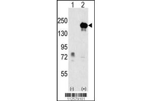 Western blot analysis of EHMT1 using rabbit polyclonal EHMT1 Antibody using 293 cell lysates (2 ug/lane) either nontransfected (Lane 1) or transiently transfected with the EHMT1 gene (Lane 2). (EHMT1 Antikörper  (AA 367-396))