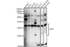 Western blot analysis of extracts of various cell lines, using MFF antibody (ABIN6134830, ABIN6143788, ABIN6143790 and ABIN7101737) at 1:500 dilution. (MFF Antikörper  (AA 15-170))