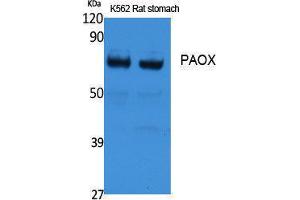 Western Blotting (WB) image for anti-Polyamine Oxidase (Exo-N4-Amino) (PAOX) (Internal Region) antibody (ABIN3187654) (PAOX Antikörper  (Internal Region))