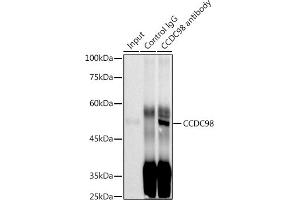 Immunoprecipitation analysis of 300 μg extracts of MCF7 cells using 3 μg CCDC98 antibody (ABIN7267113). (CCDC98 Antikörper)