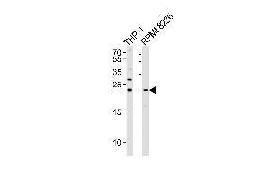 Western blot analysis of lysates from THP-1,RI 8226 cell line (from left to right),using Bak Antibody (ABIN483832 and ABIN1533215). (BAK1 Antikörper)