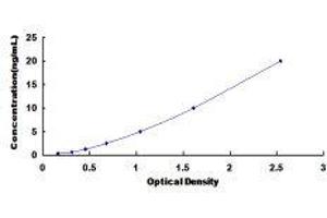 ELISA image for Spermine Oxidase (SMOX) ELISA Kit (ABIN426028)