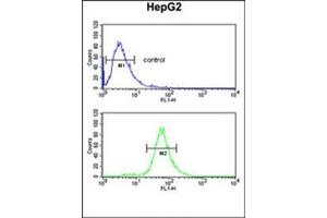 Flow cytometric analysis of HepG2 cells using FBXL5 Antibody (N-term) Cat. (FBXL5 Antikörper  (N-Term))