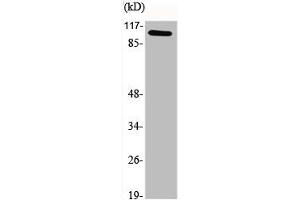Western Blot analysis of various cells using GCN5 Polyclonal Antibody (KAT2A Antikörper  (C-Term))