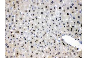 IHC testing of FFPE mouse liver with NFIA antibody at 1ug/ml. (NFIA Antikörper  (AA 180-224))