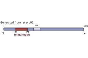 Image no. 3 for anti-Receptor tyrosine-protein kinase erbB-2 (ErbB2/Her2) (AA 182-373) antibody (ABIN967787) (ErbB2/Her2 Antikörper  (AA 182-373))