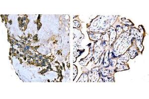 anti-Synaptosomal-Associated Protein, 23kDa (SNAP23) (N-Term) antibody