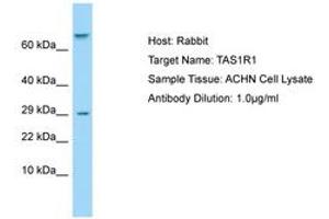 Image no. 1 for anti-Taste Receptor, Type 1, Member 1 (TAS1R1) (AA 327-376) antibody (ABIN6750003)
