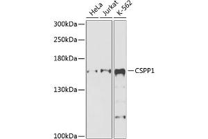 Western blot analysis of extracts of various cell lines, using CSPP1 antibody (ABIN6132173, ABIN6139130, ABIN6139131 and ABIN6225331) at 1:1000 dilution. (CSPP1 Antikörper  (AA 962-1221))