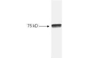 Western blot of HeLa cell extract using p/n 100-4166 Anti-NFKB cRel (RABBIT) Antibody (100 µL) . (NFkB Antikörper)
