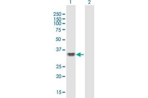 Western Blot analysis of SMAD9 expression in transfected 293T cell line by SMAD9 MaxPab polyclonal antibody.