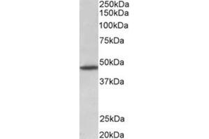 AP31784PU-N GPR83 antibody staining of Rat brain lysate at 1 µg/ml (35 µg protein in RIPA buffer). (GPR83 Antikörper  (Internal Region))