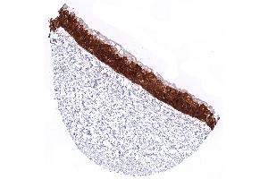 Kidney pelvis with Intense nuclear and cytoplasmic GPX2 staining of urothelial cells except umbrella cells