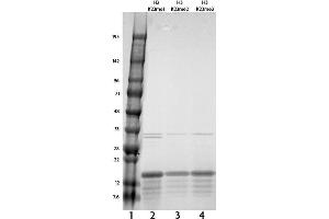 Recombinant Histone H3 dimethyl Lys23 tested by SDS-PAGE gel.
