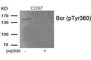 Western blot analysis of extracts from COS7 tissue using Bcr (Phospho-Tyr360) antibody. (BCR Antikörper  (pTyr360))