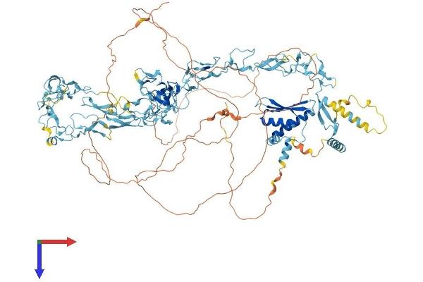 NFX1 Protein (AA 1-1114) (His tag)