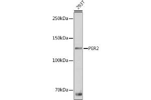 Western blot analysis of extracts of 293T cells, using PER2 antibody (ABIN6131889, ABIN6145450, ABIN6145452 and ABIN6217063) at 1:1000 dilution. (PER2 Antikörper  (AA 1-150))