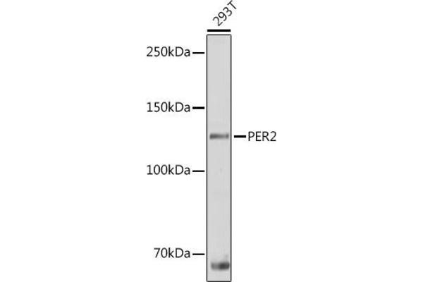PER2 Antikörper  (AA 1-150)