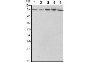 Western blot analysis using STAT3 mouse mAb against Hela (1),NIH/3T3 (2), Jurkat (3), PC-12 (4) and COS7 (5) cell lysate. (STAT3 Antikörper)