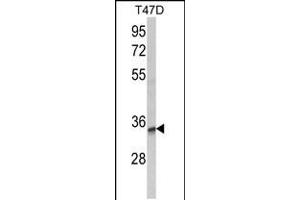 Western blot analysis of TSPAN12 Antibody in T47D cell line lysates (35ug/lane)