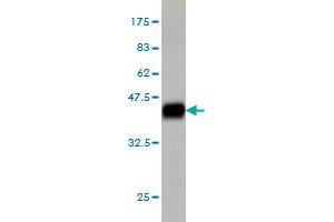 Western Blot detection against Immunogen (41. (MED21 Antikörper  (AA 1-144))