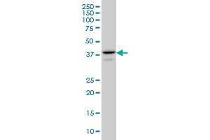 E2F4 monoclonal antibody (M01), clone 5B7 Western Blot analysis of E2F4 expression in A-549 . (E2F4 Antikörper  (AA 211-301))