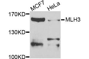 Western blot analysis of extracts of MCF7 and HeLa cells, using MLH3 antibody. (MLH3 Antikörper)