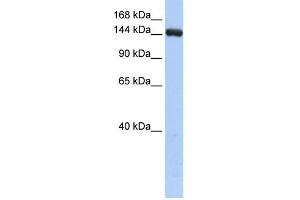 UGCGL2 antibody used at 1 ug/ml to detect target protein. (UGCGL2 Antikörper  (Middle Region))
