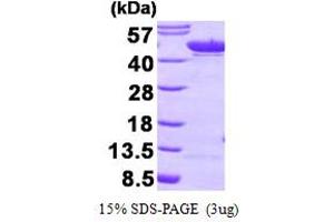 ENO1 Protein (AA 1-434)