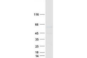 Validation with Western Blot (MAVS Protein (Myc-DYKDDDDK Tag))