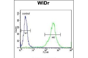 Flow cytometric analysis of WiDr cells (right histogram) compared to a negative control cell (left histogram). (FAM3B Antikörper  (N-Term))