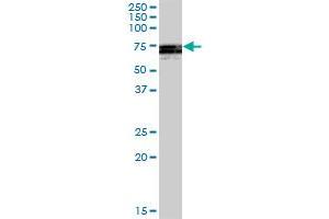 ATG16L1 MaxPab polyclonal antibody. (ATG16L1 Antikörper  (AA 1-523))