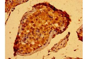 Immunohistochemistry of paraffin-embedded human testis tissue using ABIN7168815 at dilution of 1:100