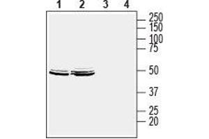Western blot analysis of human MCF-7 breast adenocarcinoma cell lysate (lanes 1 and 3) and human LNCaP prostate adenocarcinoma cell lysate (lanes 2 and 4): - 1,2. (HOMER2 Antikörper  (C-Term, Intracellular))