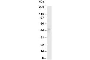 Western Blotting (WB) image for anti-Histamine Receptor H3 (HRH3) (C-Term) antibody (ABIN3031207)
