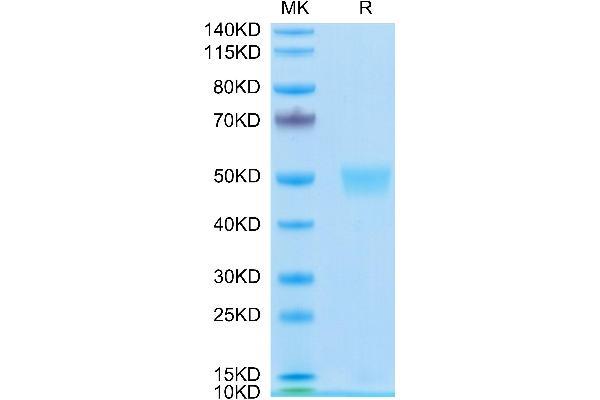 LRG1 Protein (AA 36-347) (His tag)