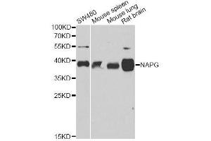 Western blot analysis of extracts of various cell lines, using NAPG antibody. (NAPG Antikörper  (AA 1-312))