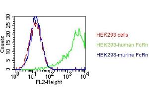 . HEK293 cells were stably transfected with an expression vector encoding either human FcRn (green curve) or murine FcRn (blue curve). Untransfected HEK293 cells were used as a negative control (red curve). Binding of ADM31 was detected with a PE conjugated secondary antibody. A positive signal was obtained only with human FcRn transfected cells (FcRn Antikörper)
