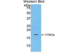 Western Blotting (WB) image for anti-Angiopoietin-Like 4 (ANGPTL4) (AA 286-409) antibody (ABIN1174062) (ANGPTL4 Antikörper  (AA 286-409))