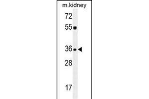KLF14 Antibody (C-term) (ABIN654237 and ABIN2844068) western blot analysis in mouse kidney tissue lysates (35 μg/lane). (KLF14 Antikörper  (C-Term))