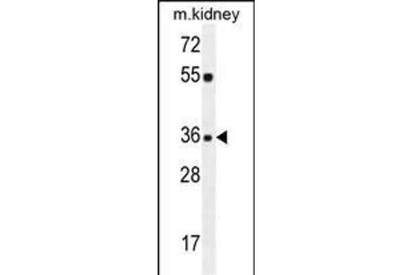 KLF14 antibody  (C-Term)